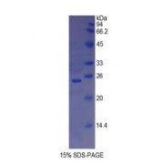 SDS-PAGE analysis of Rat CD8a Protein.