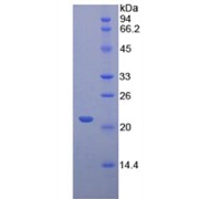 SDS-PAGE analysis of Mouse CD8b Protein.