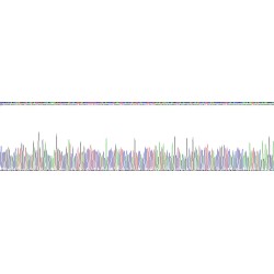 Human Clusterin (CLU) Protein