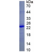 SDS-PAGE analysis of recombinant Rat F2 Protein.