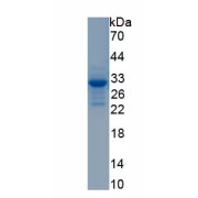 SDS-PAGE analysis of recombinant Mouse Coagulation Factor V Protein.