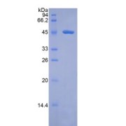 SDS-PAGE analysis of Rat Coagulation Factor VII Protein.