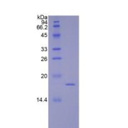 SDS-PAGE analysis of recombinant Mouse F8 Protein.