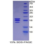 SDS-PAGE analysis of recombinant Dog F8 Protein.