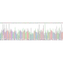 Human Collagen Type X Alpha 1 (COL10A1) Protein