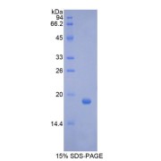 SDS-PAGE analysis of recombinant Pig Colony Stimulating Factor 3, Granulocyte (GCSF) Protein.