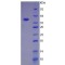 Mouse Complement Fragment C3a (C3a) Protein