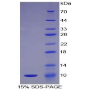 SDS-PAGE analysis of Mouse C5a Protein.