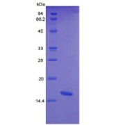 SDS-PAGE analysis of Human CTGF Protein.