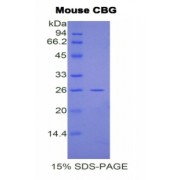 SDS-PAGE analysis of Mouse Corticosteroid Binding Globulin (CBG) Protein.