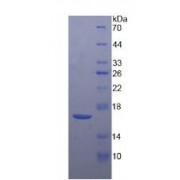 SDS-PAGE analysis of Mouse CRH Protein.