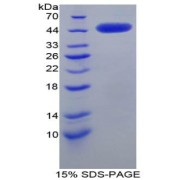 SDS-PAGE analysis of Rat CRH Protein.