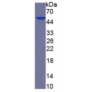 SDS-PAGE analysis of recombinant Rat CKB Protein.