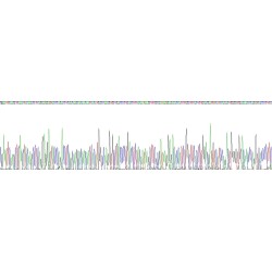 Mouse Creatine Kinase, Muscle (CKM) Protein