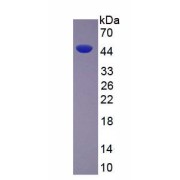 SDS-PAGE analysis of recombinant Mouse Creatine Kinase, Muscle (CKM) Protein.