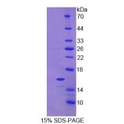 SDS-PAGE analysis of Human CNP Protein.