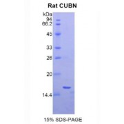 SDS-PAGE analysis of Rat Cubilin Protein.