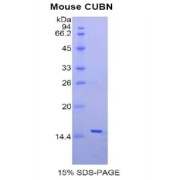 SDS-PAGE analysis of Mouse Cubilin Protein.