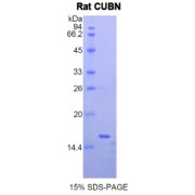 SDS-PAGE analysis of Rat Cubilin Protein.