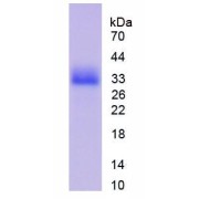 SDS-PAGE analysis of recombinant Mouse CDK1 Protein.