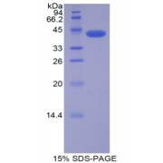 SDS-PAGE analysis of Rat CDK2 Protein.