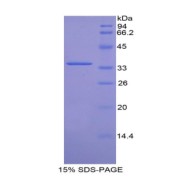 SDS-PAGE analysis of Mouse CDK4 Protein.