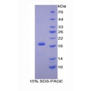 SDS-PAGE analysis of Mouse Cyclophilin A Protein.