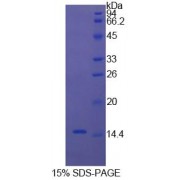 SDS-PAGE analysis of Cow Cystatin 3 Protein.