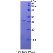 SDS-PAGE analysis of Mouse CYR61 Protein.