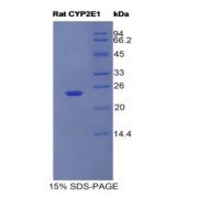 SDS-PAGE analysis of Rat CYP2E1 Protein.