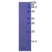 SDS-PAGE analysis of Human DEFa3 Protein.