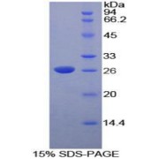 SDS-PAGE analysis of Rat DNASE1L2 Protein.