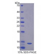 SDS-PAGE analysis of recombinant Pig AOC1/ABP1 Protein.