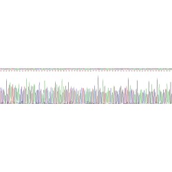 Mouse Acyl-CoA-Binding Protein (DBI) Protein