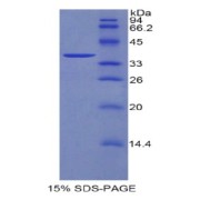 SDS-PAGE analysis of Mouse DKK4 Protein.