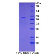 SDS-PAGE analysis of Mouse DPYSL3 Protein.