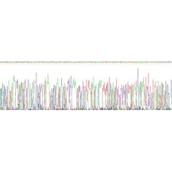 Human Dipeptidyl Peptidase 4 / CD26 (DPP4) Protein