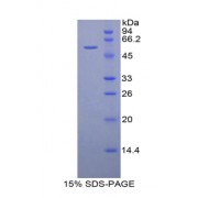 SDS-PAGE analysis of Mouse DARC Protein.