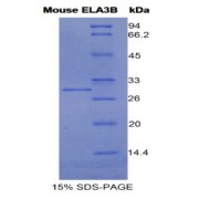 SDS-PAGE analysis of Mouse Elastase 3B Protein.