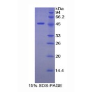 SDS-PAGE analysis of Mouse Elastin Protein.