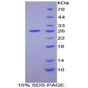 SDS-PAGE analysis of Mouse EMILIN1 Protein.