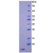 SDS-PAGE analysis of Human Endothelin 1 Protein.