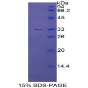 SDS-PAGE analysis of Human ECE1 Protein.