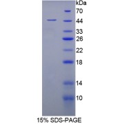 SDS-PAGE analysis of Rabbit MSE Protein.