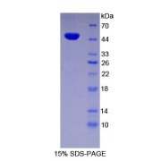 SDS-PAGE analysis of Human ENO2 Protein.