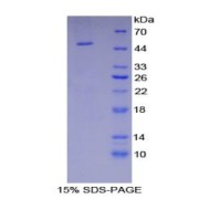 SDS-PAGE analysis of Human ENO2 Protein.