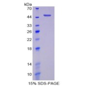 SDS-PAGE analysis of Mouse ENO1 Protein.