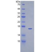 SDS-PAGE analysis of Human EGF Protein.