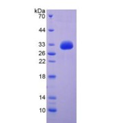 SDS-PAGE analysis of recombinant Pig EGF Protein.