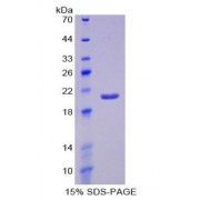 SDS-PAGE analysis of Mouse Erythropoietin Protein.